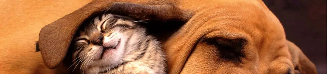 Animal liability insurance
